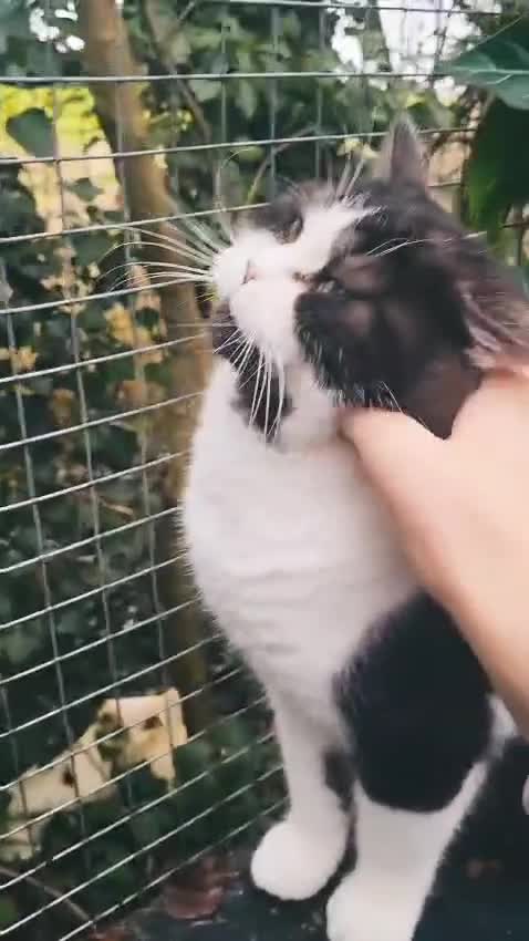 British Shorthair cats for sale: Most Perfect Teddy Bear - Available Now! - Video 2