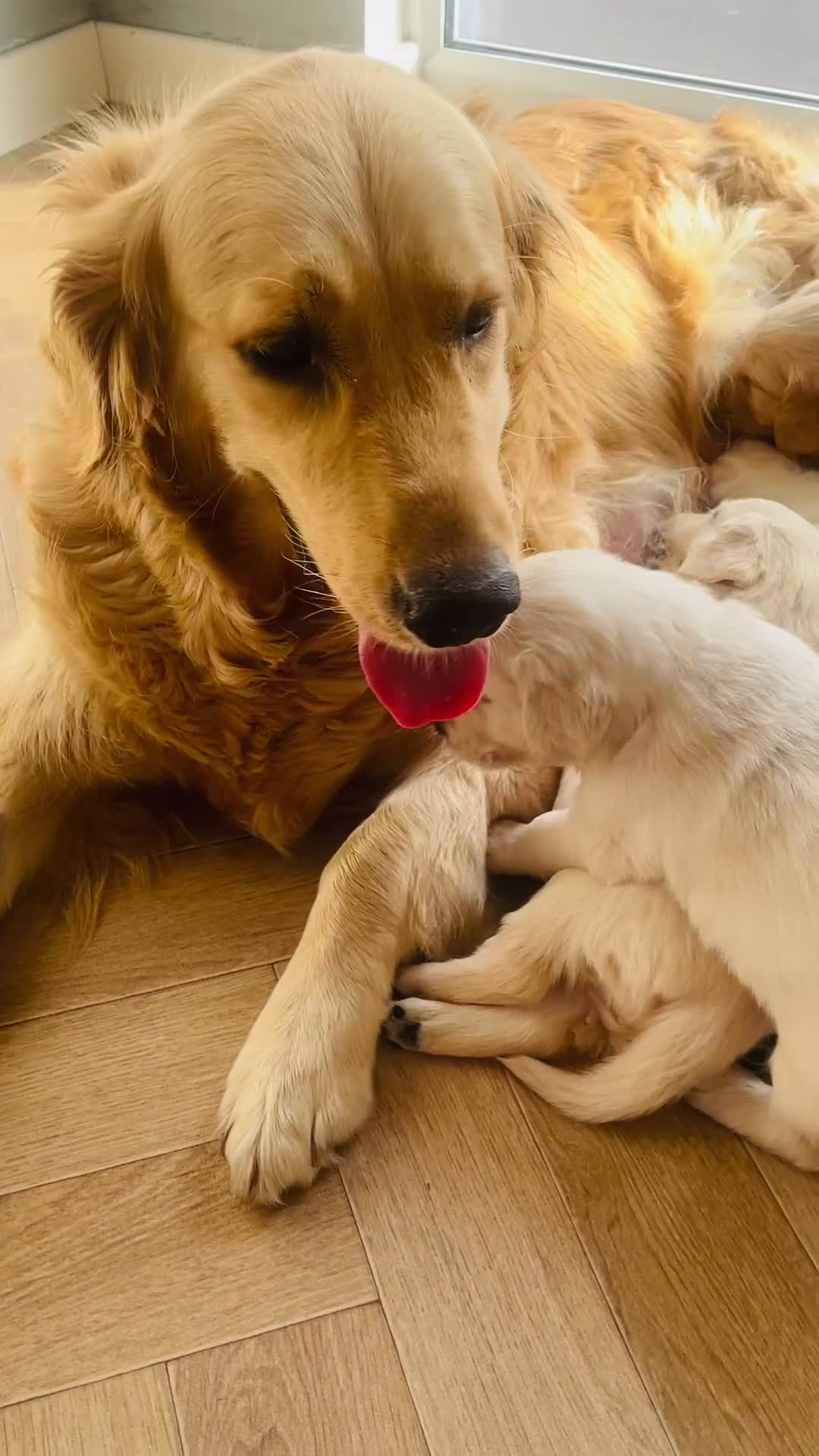 Golden Retriever dogs for sale: Golden retriever KC ❤️ - Video 1