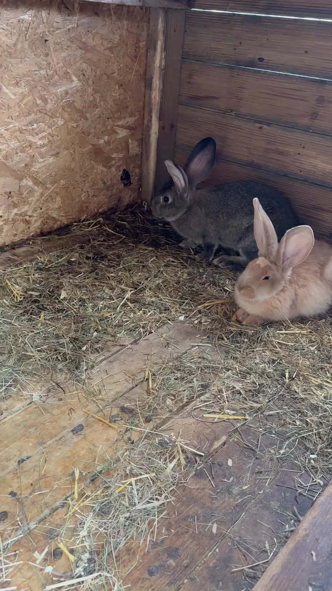 Continental Giant rabbits for sale: Continental Giant - Video 2