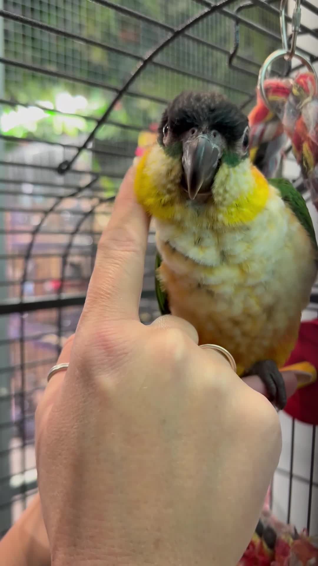 Parrots birds for sale: Hand Reared Black Headed Caique  - Video 1