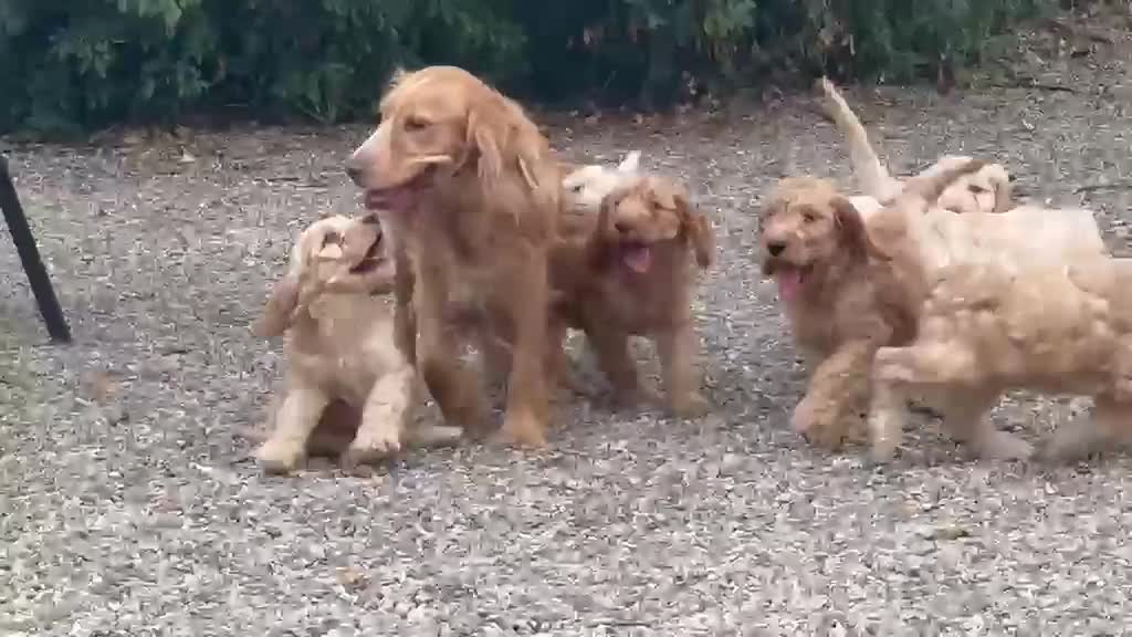 Cockapoo dogs for sale: Stunning Standard Cockapoos  - Video 1