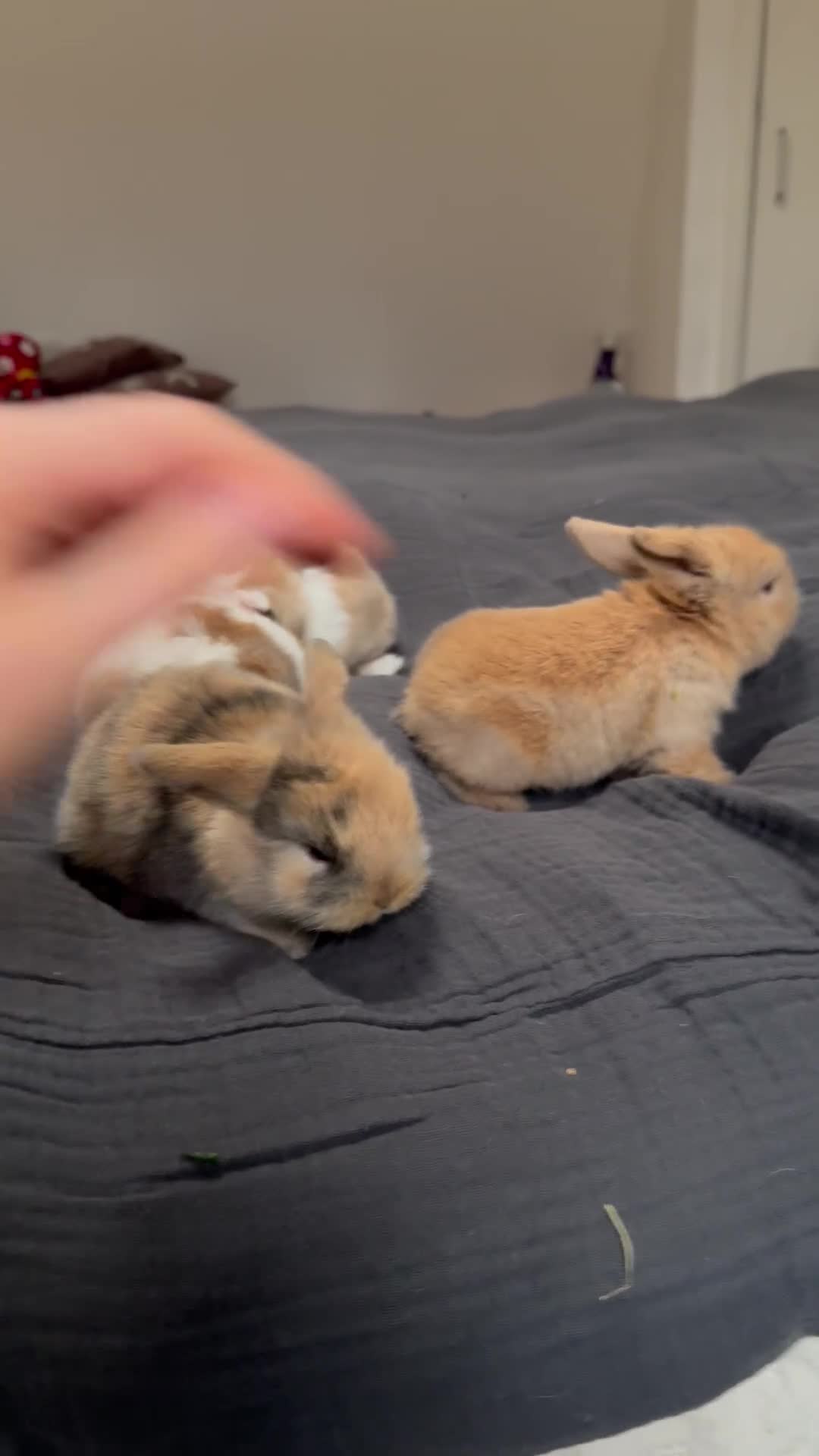 Mini Lop rabbits for sale: Baby Mini Lop Bunnies for sale  - Video 1