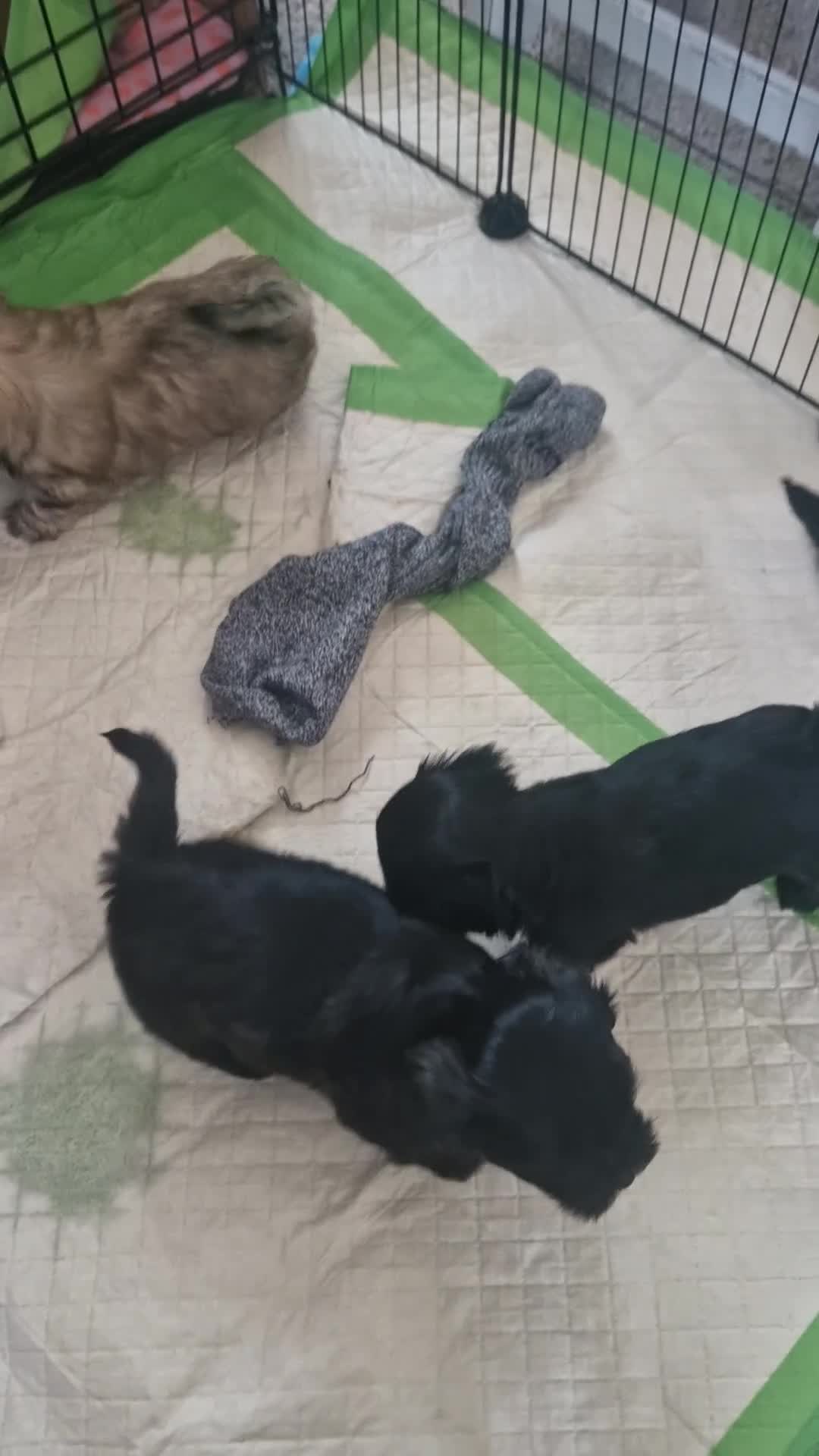 Malshi dogs for sale: Beautiful malshi puppies  - Video 1