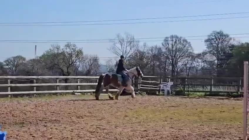 Irish Cob horses for sale: 5 yo skewbald cob 13.3 hh  - Video 4