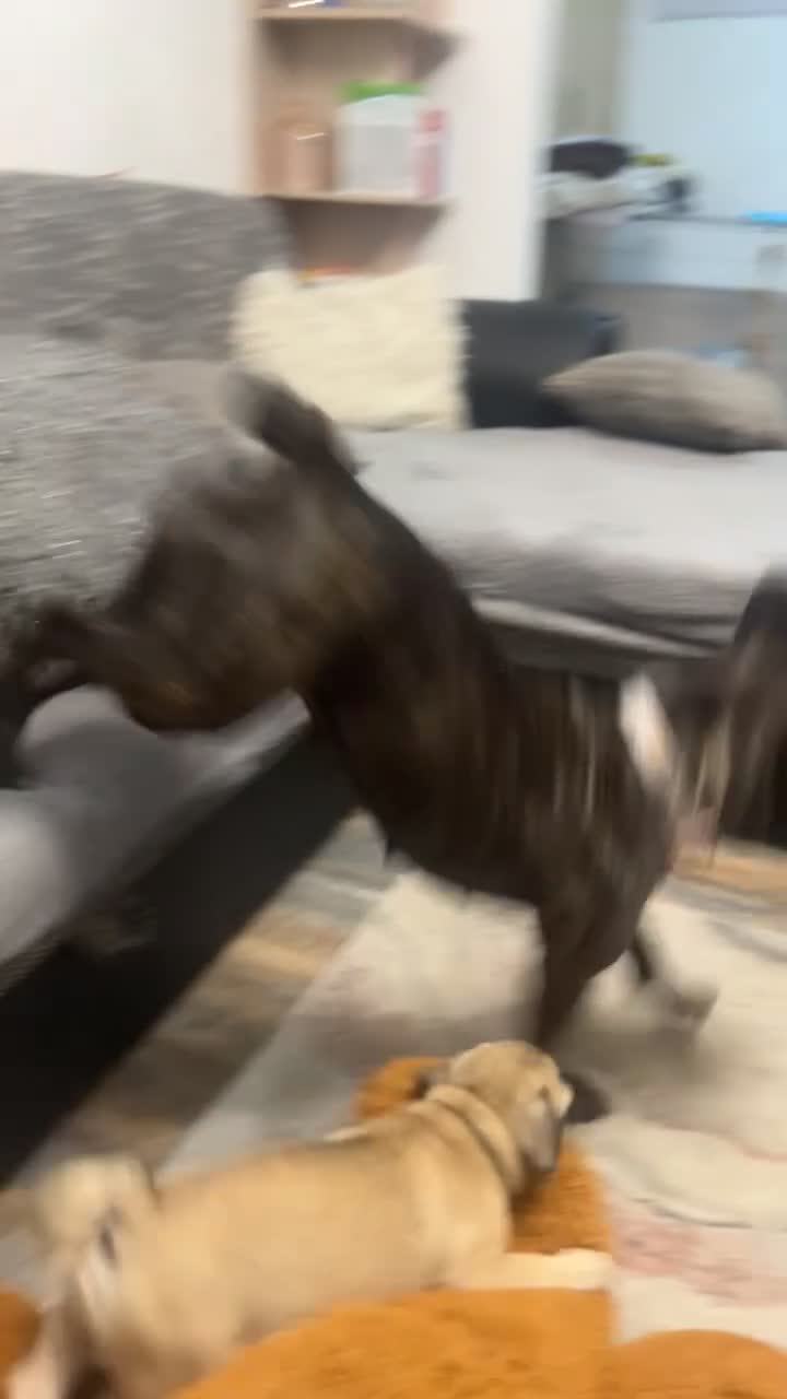 French Bulldog dogs for sale: French bulldog boy  - Video 1