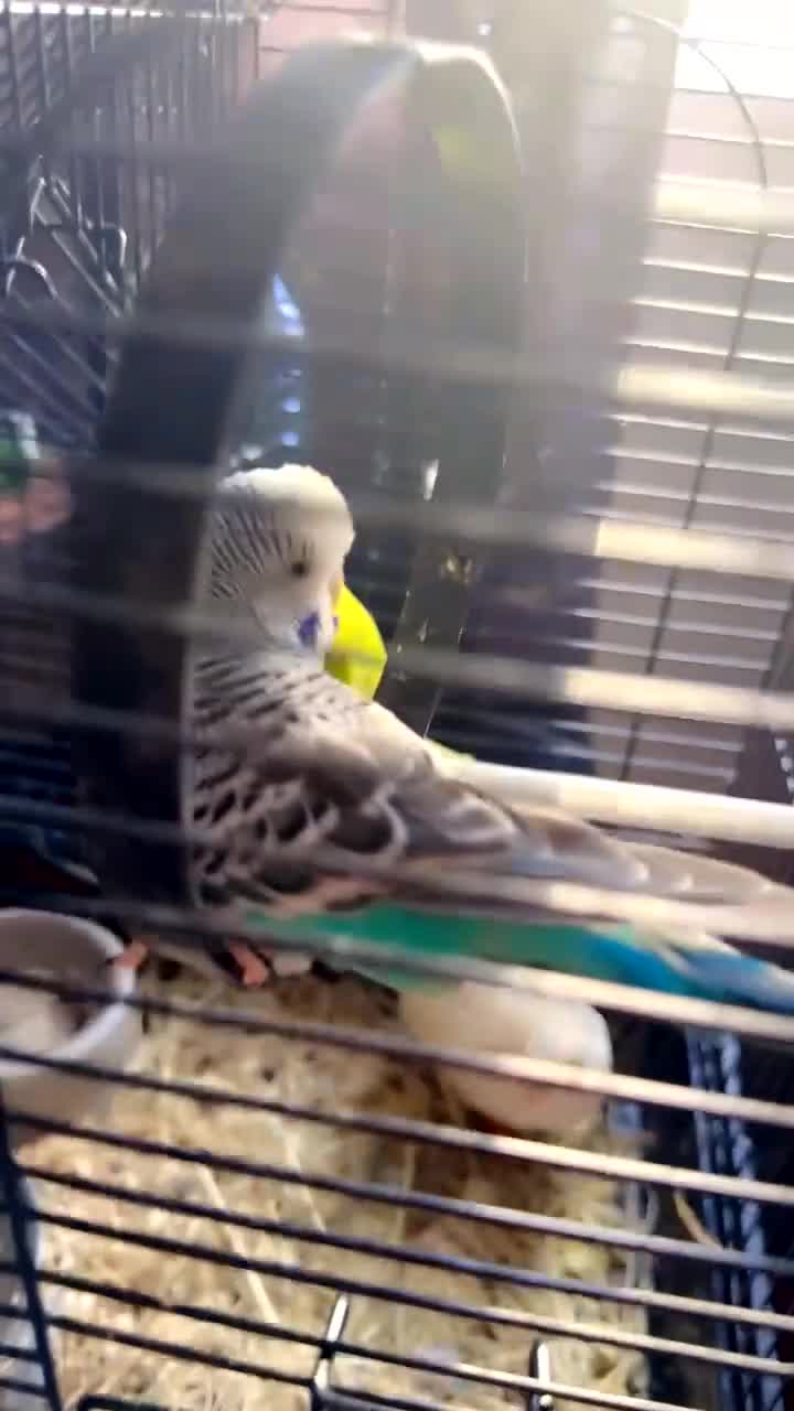 Mixed Breed birds for sale: budgie - Video 1