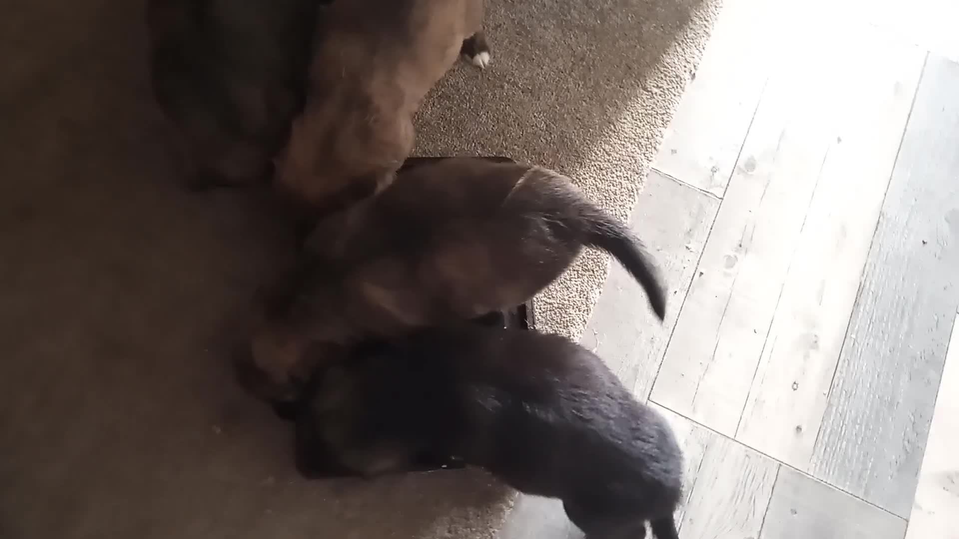 Mixed Breed dogs for sale: Pups ready now - Video 1