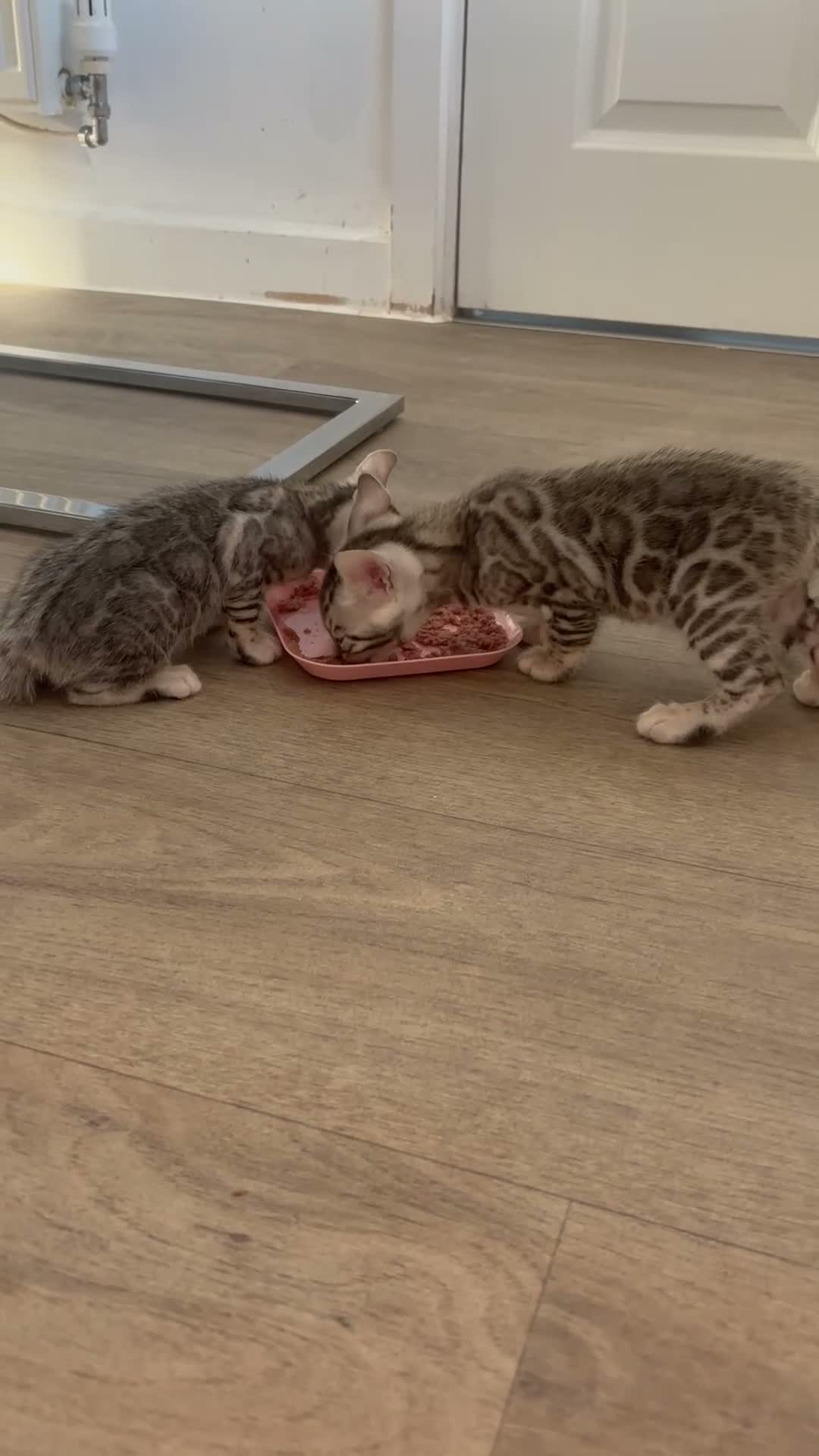 Bengal cats for sale: Gorgeous Bengal kittens  in Cambridge - Video 2