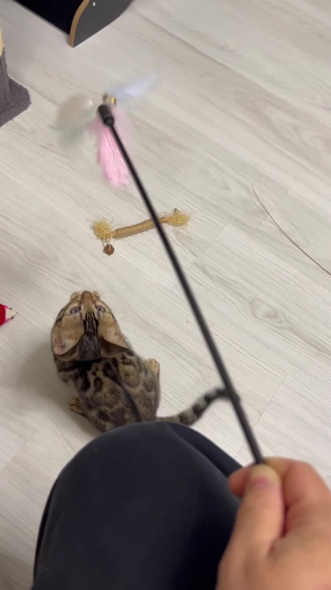 Bengal cats for sale: READY TO GO! Pure Pedigree Bengal Kittens TICA Reg - Video 3