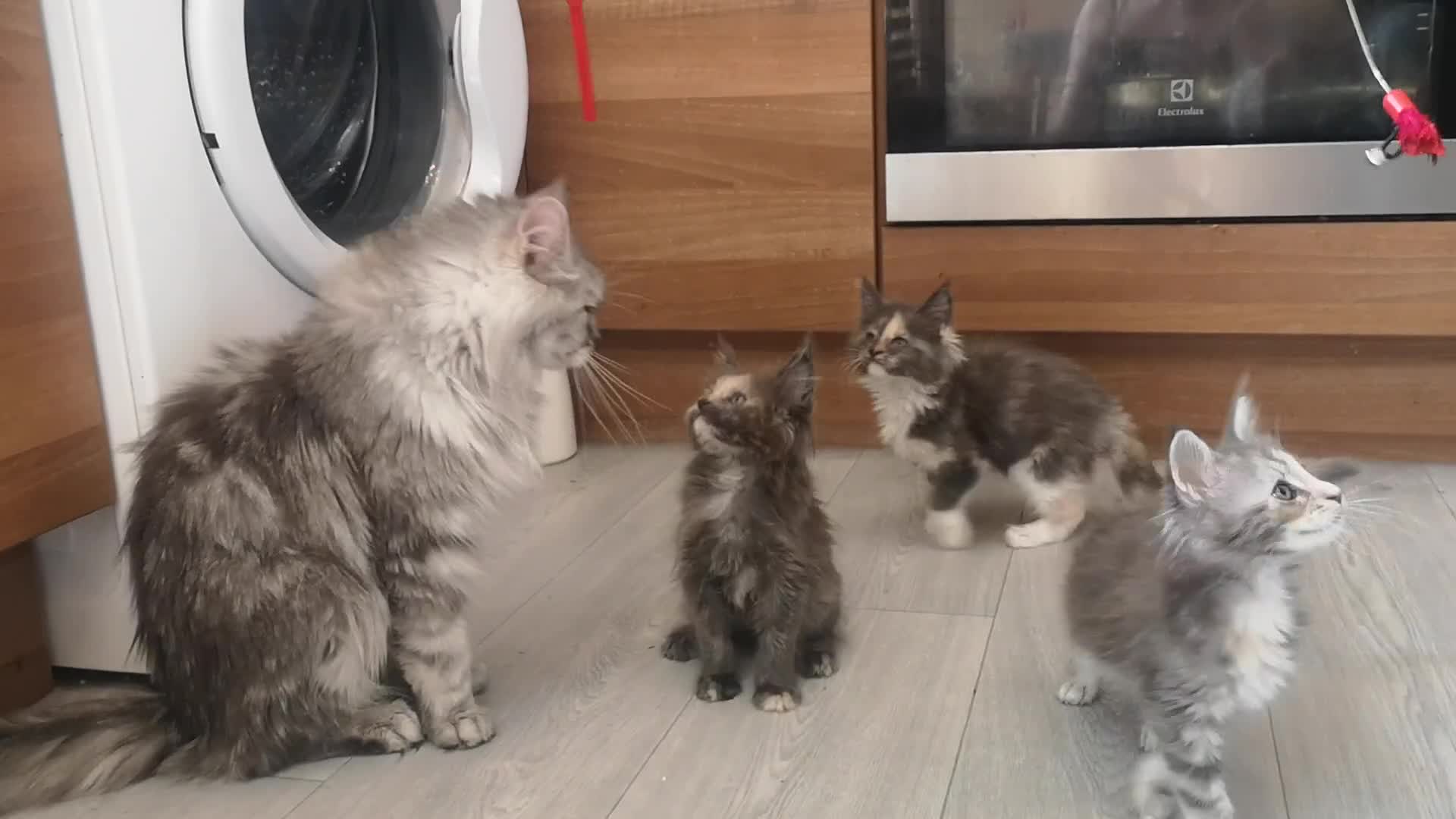 Maine Coon cats for sale: Maine Coon Kittens Parents Tica Reg& Health tested - Video 3