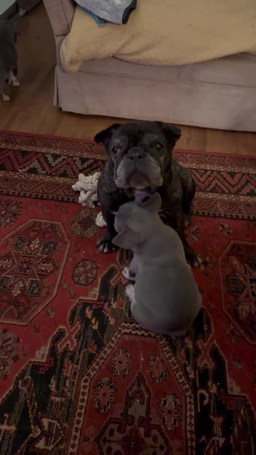 French Bulldog dogs for sale: French Bulldog Puppies  - Video 3