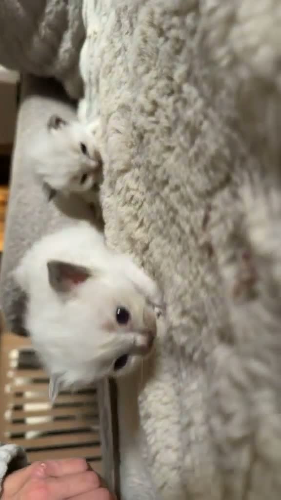 Ragdoll cats for sale: RAGDOLL KITTENS FOR SALE - Video 5