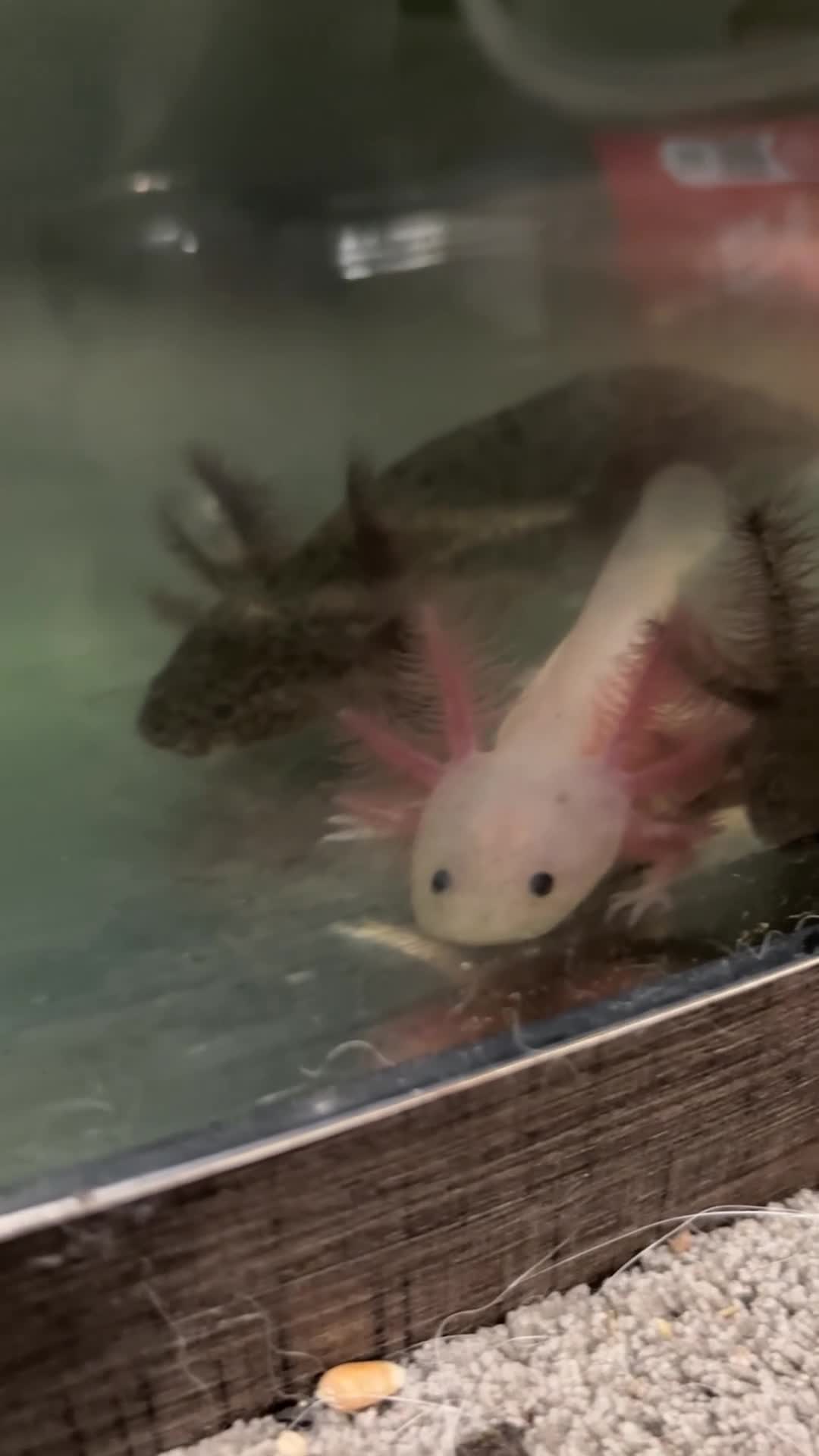Axolotl reptiles for sale: Baby axolotl for sale  - Video 1
