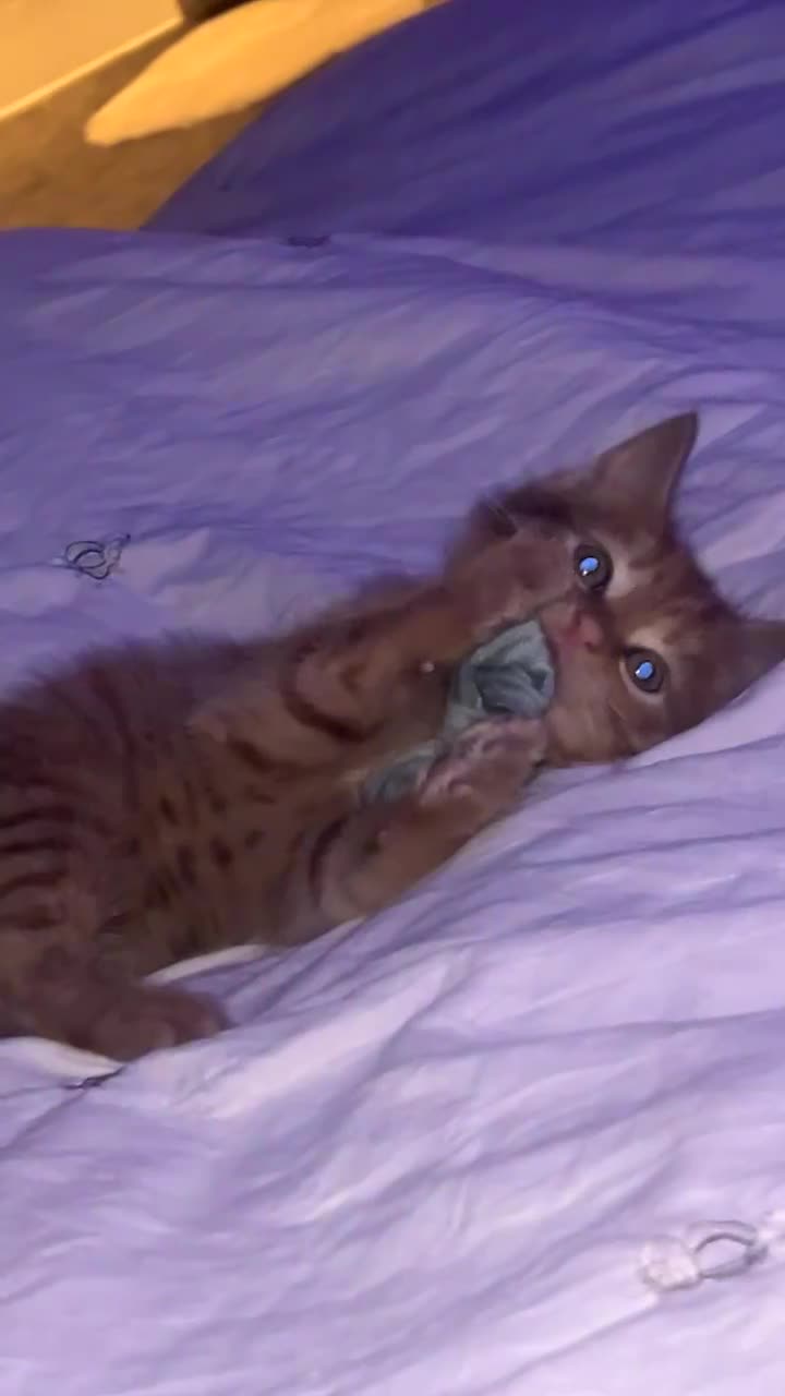Mixed Breed cats for sale: Beautiful ginger kitten for sale - Video 1