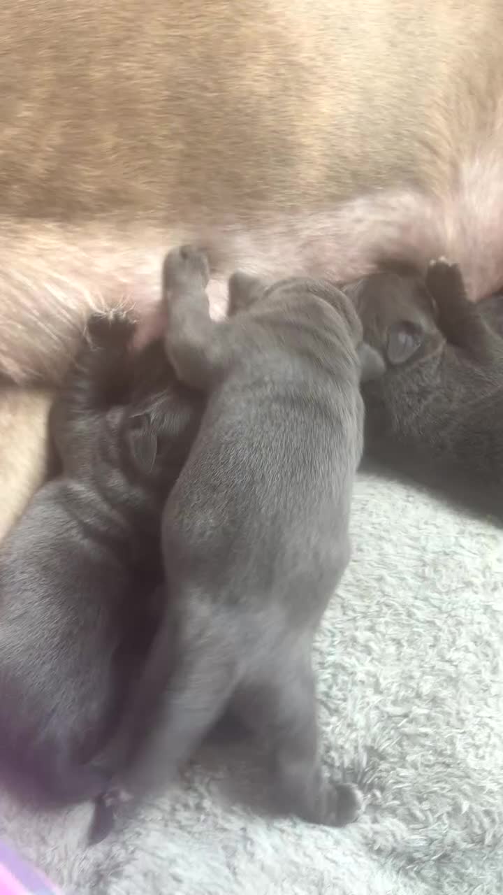 Cane Corso dogs for sale: 12 Beautiful Cane Corso Available  in Newcastle - Video 1