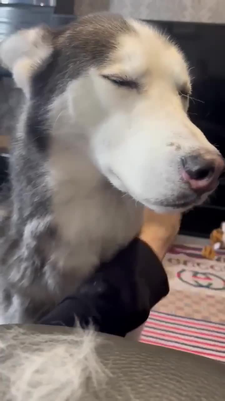 Siberian Husky dogs for sale: Siberian husky puppy - Video 4