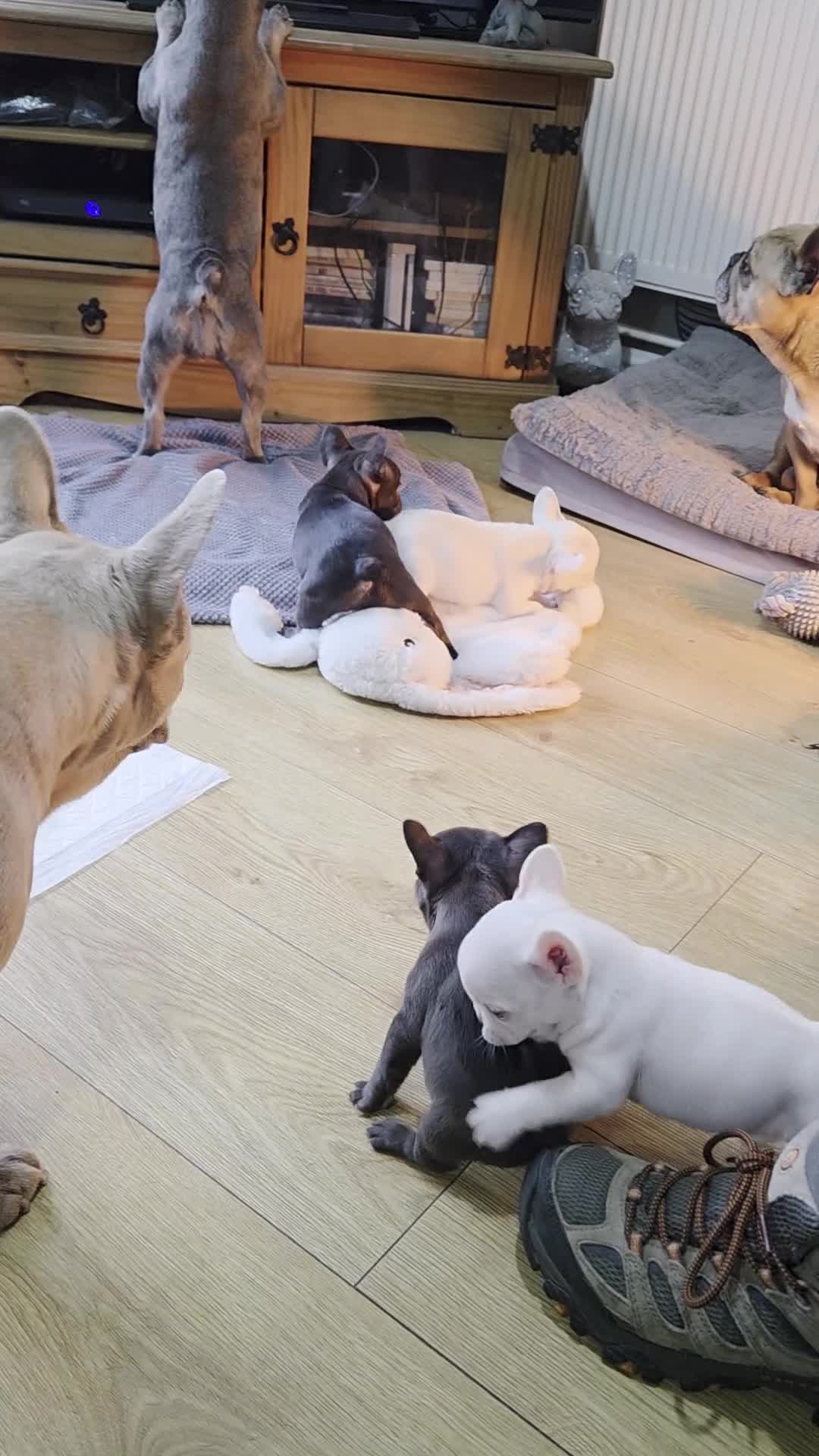 French Bulldog dogs for sale: French bulldog puppies - Video 2