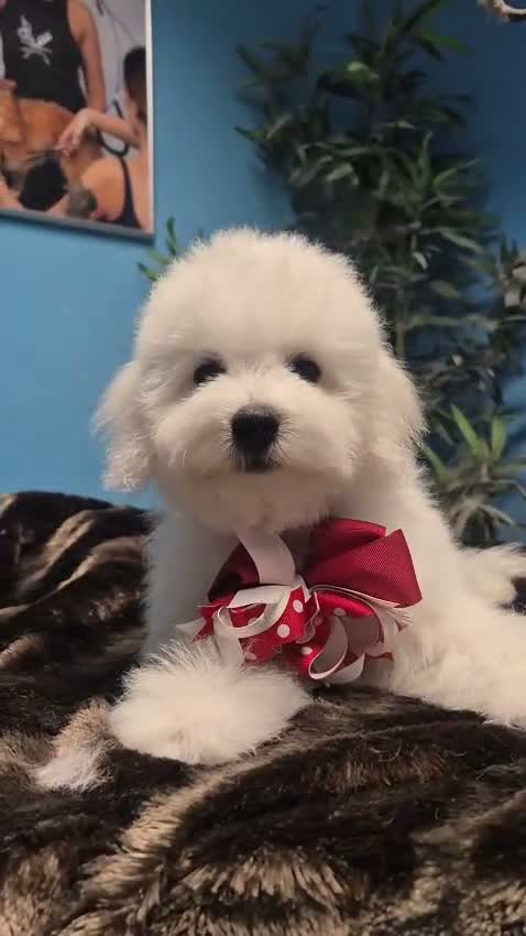 Bichon Frise dogs for sale: 100%pureBichon frise,health tested-clear!!! - Video 1