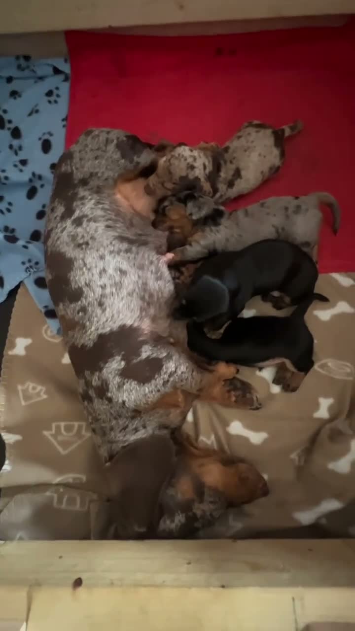 Miniature Dachshund dogs for sale: KC registered miniature short haired dachshunds   - Video 1