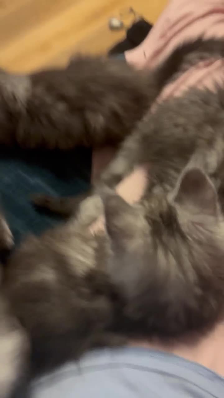 Maine Coon cats for sale: Pedigree registered Maine Coon - Video 1