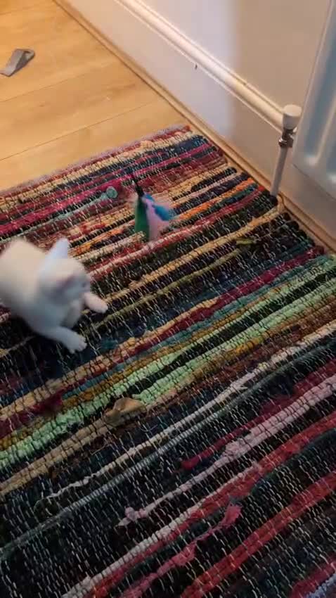 Mixed Breed cats for sale: Beautiful white kittens - Video 1