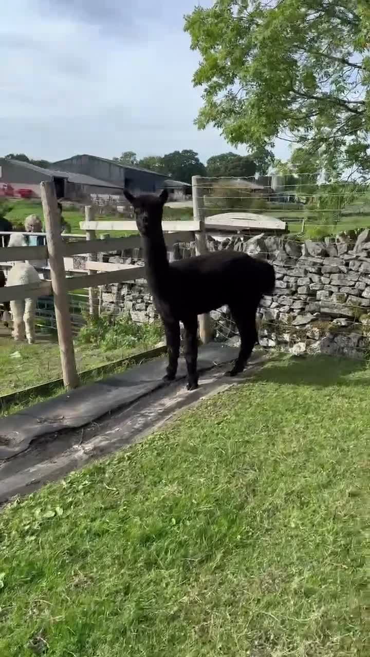 Alpaca livestock for sale: Stunning solid-black BAS-listed Huacaya male in Ashbourne - Video 2