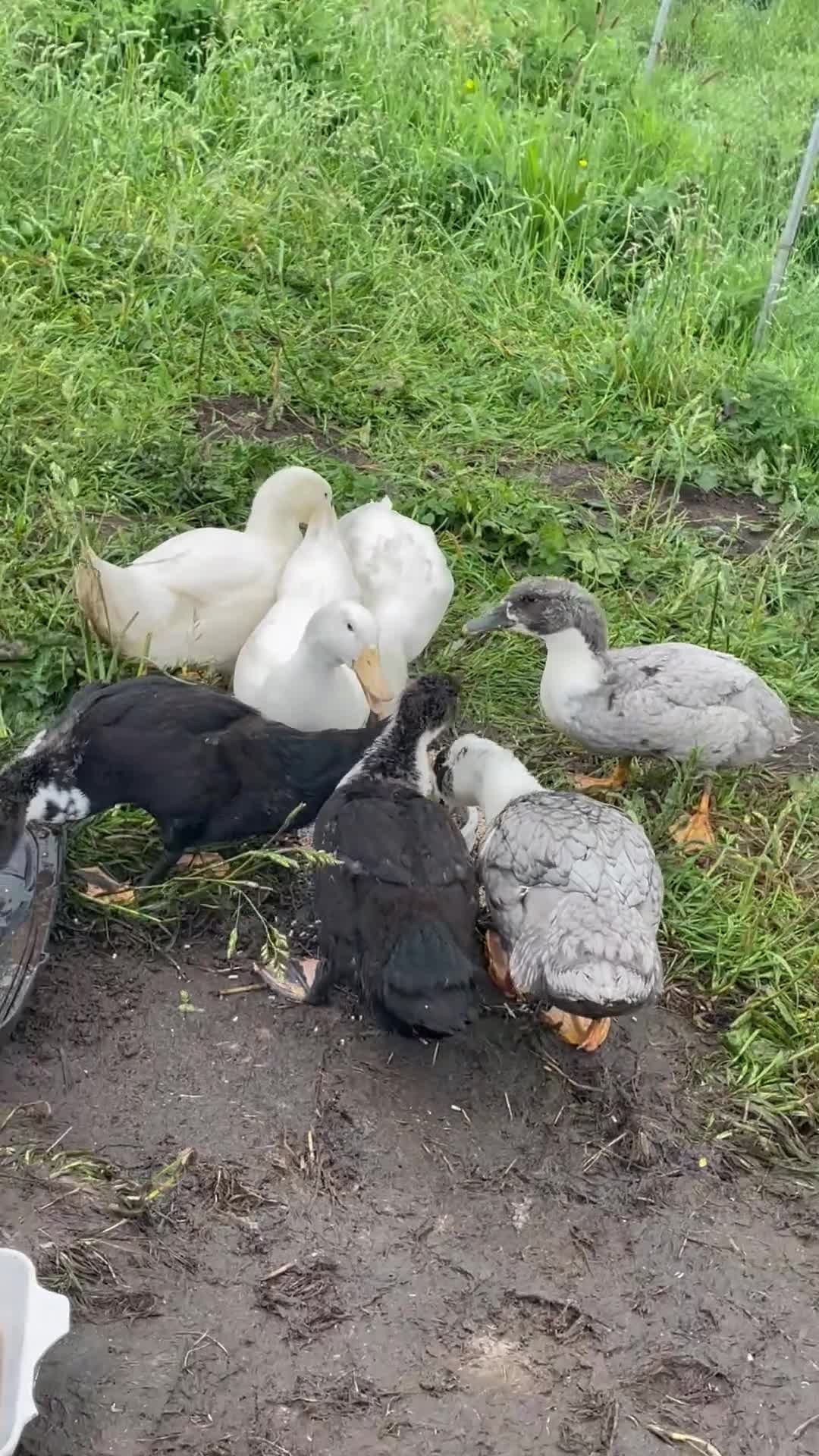 Ducks poultry for sale: Cherry Valley Style & Pedigree Swedish ducks 👀🏠 - Video 1
