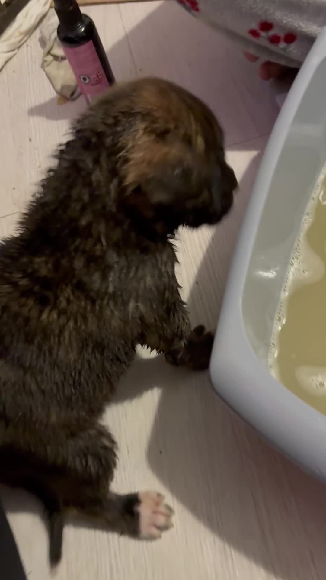 Mixed Breed dogs for sale: Cane corso x Akita  - Video 4