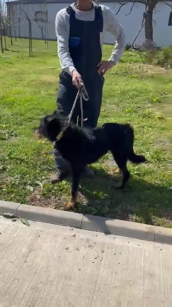 Mixed Breed dogs for adoption: 🐾 Finley – Smart Scruffy Boy Ready to Belong ❤️ - Video 1