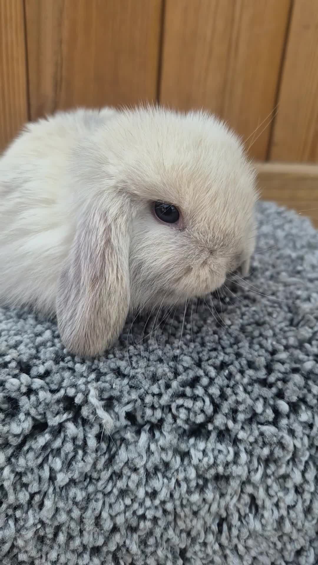 Mini Lop rabbits for sale: Mini Lop babies ready to reserve  - Video 3