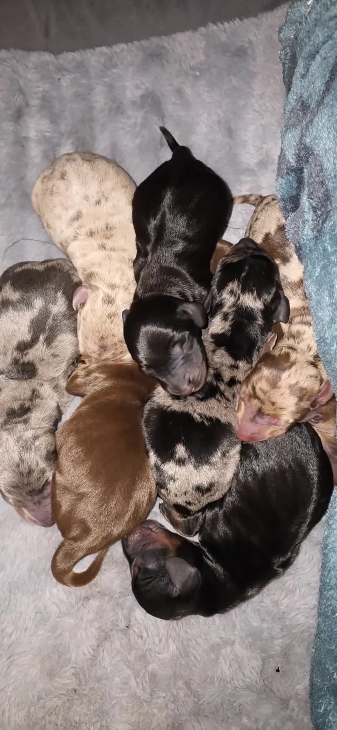 Miniature Dachshund dogs for sale:  Miniature Dachshund Puppies Seeking Loving Homes - Video 3