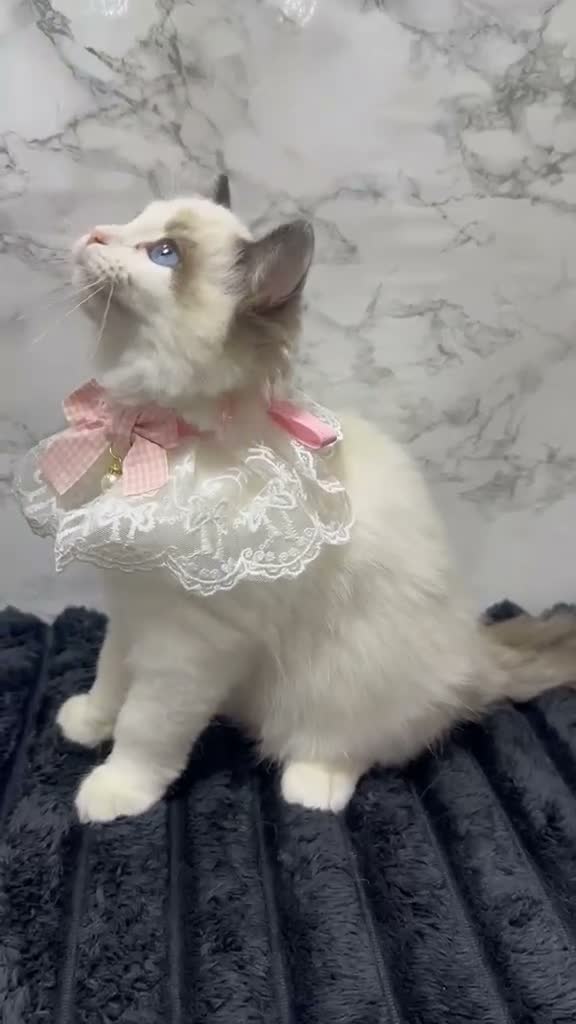 Ragdoll cats for sale:  🌸 GCCF/TICA Registered Pedigree Ragdoll Kittens  - Video 4