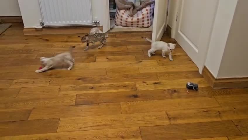 Bengal cats for sale: Stunning Bengal kittens - 3 girls left - Video 3