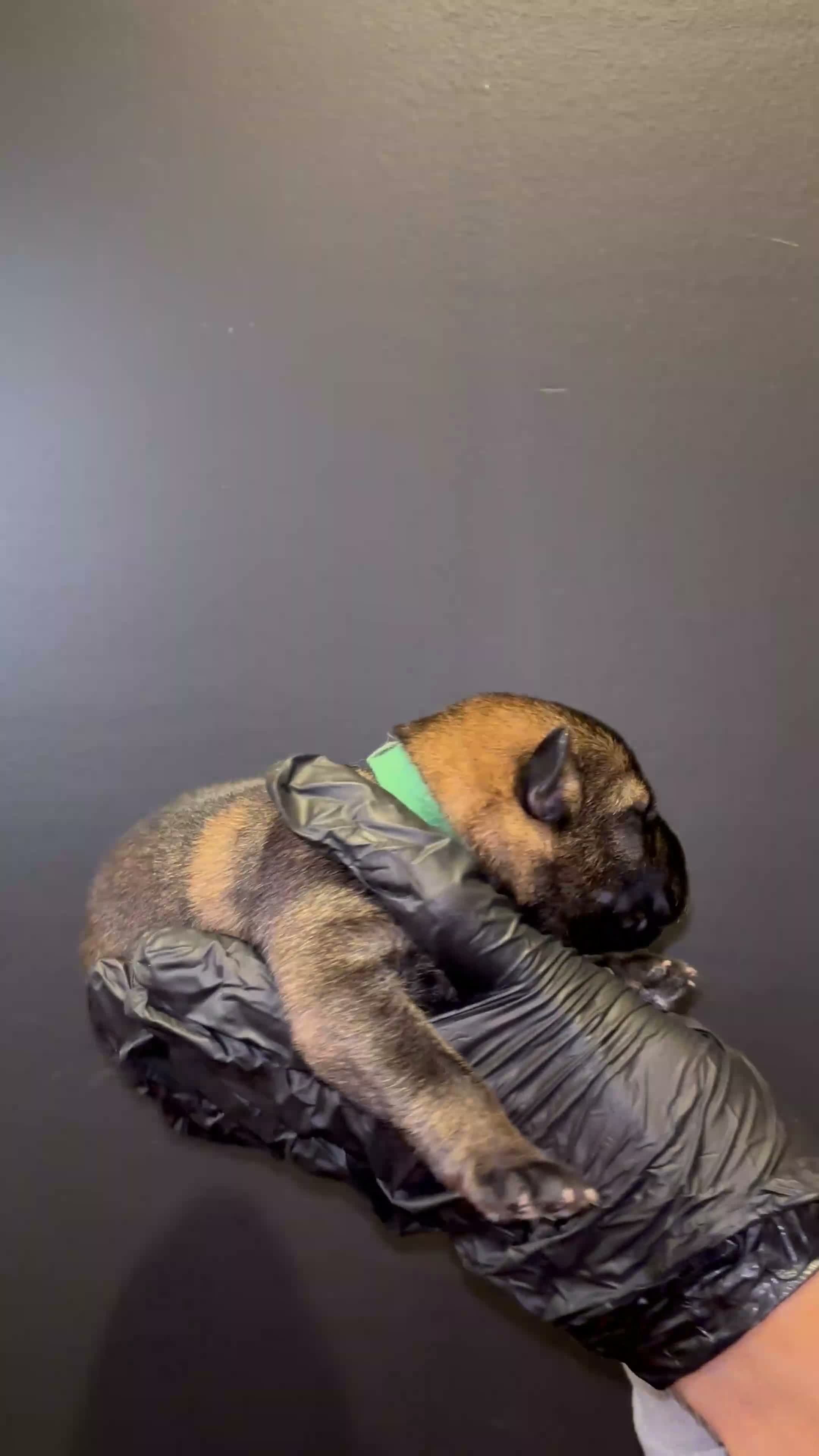 German Shepherd dogs for sale: Elite working line puppies. Repeat breeding! - Video 3
