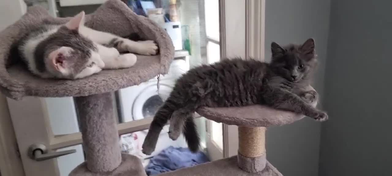 Mixed Breed cats for sale: Loving kittens for sale - Video 4