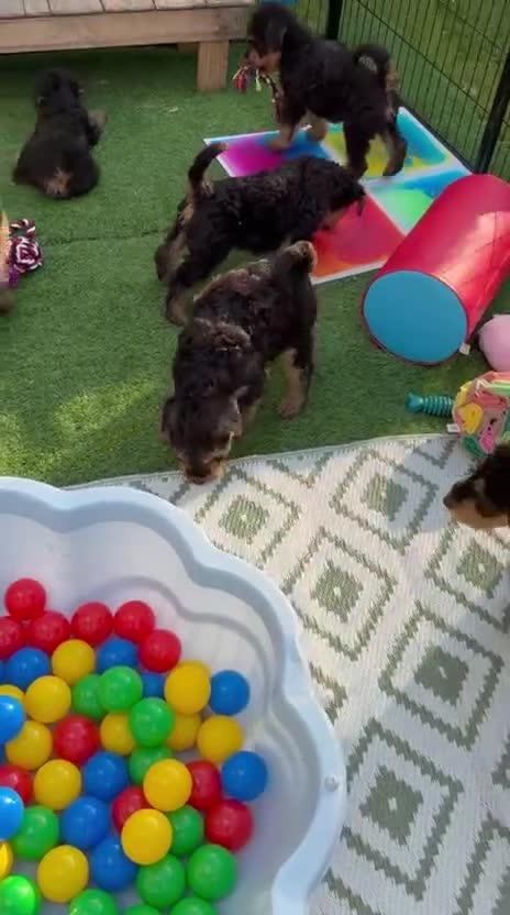 Airedale Terrier dogs for sale: ⭐️ KC AIREDALE PUPS FROM LICENSED BREEDER ⭐️ - Video 1