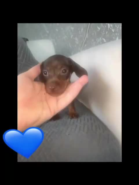 Miniature Dachshund dogs for sale: Miniature dachshund puppies - Video 3
