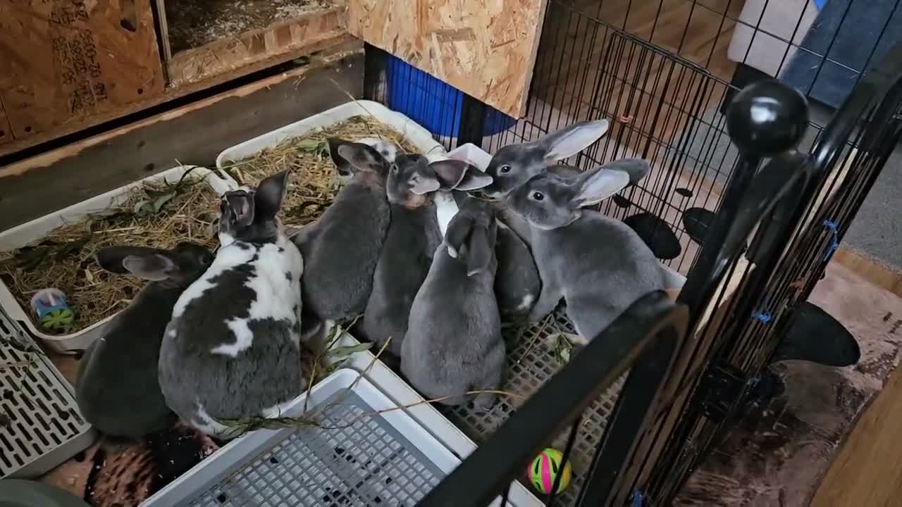 Rex rabbits for sale: Blue and Broken Butterfly Mini Rexes - Video 2