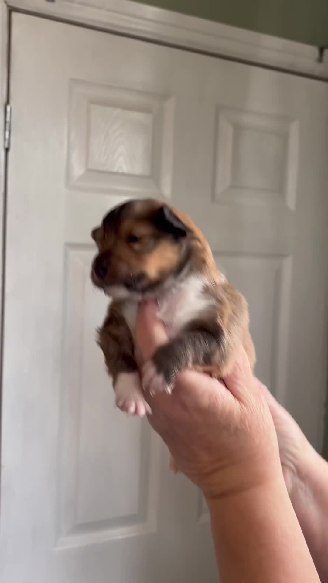 Shetland Sheepdog dogs for sale: Pretty sable Shetland sheepdog girl puppy  - Video 1