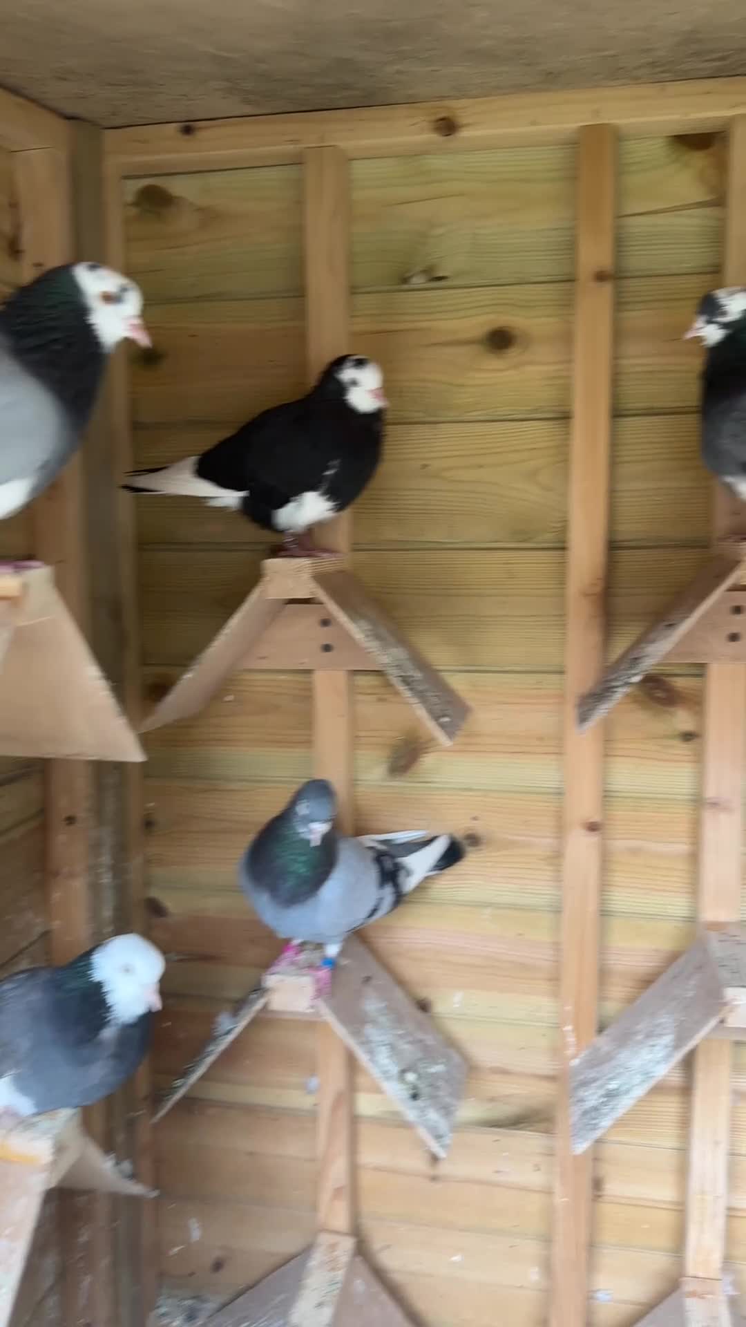 Pigeons birds for sale: Quality pigeons for sale  - Video 3
