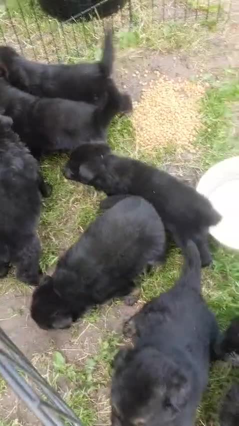 German Shepherd dogs for sale: German shepherd puppys - Video 1