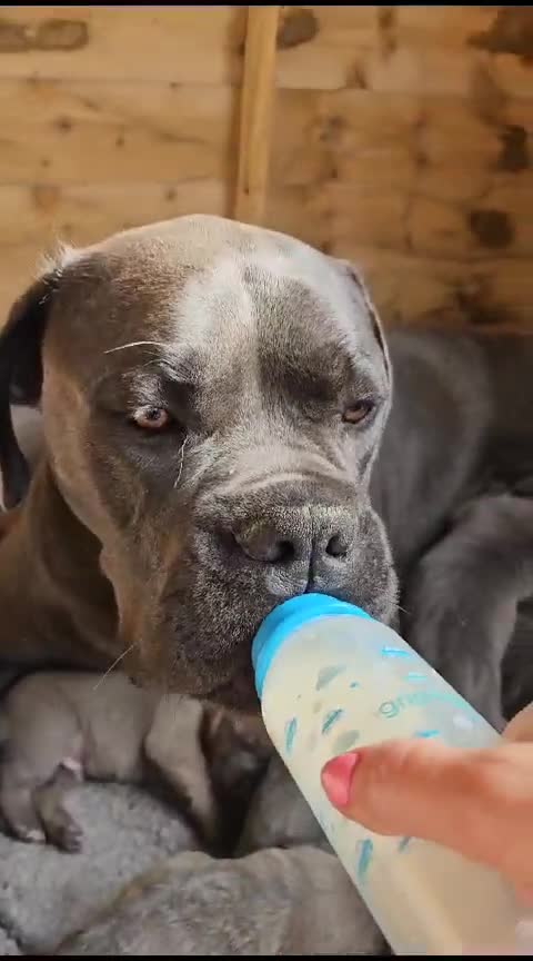 Cane Corso dogs for sale: Rehoming female 4 year old Cane Corso - Video 1