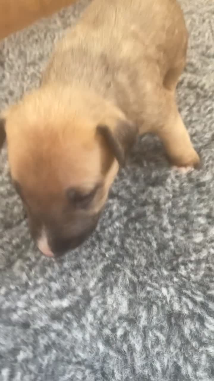 English Bull Terrier dogs for sale: *One Left* KC Reg English Bull Terrier Pups  - Video 4