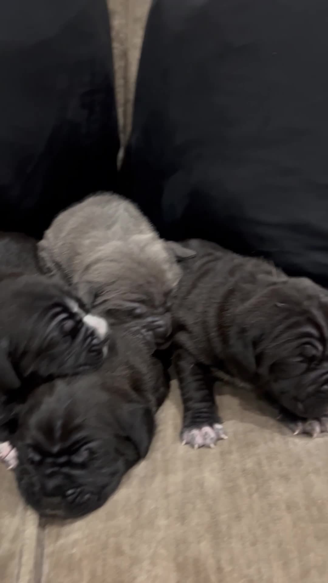 Cane Corso dogs for sale: Cane Corso Puppies – Lion Crown Kennel in Croydon - Video 3