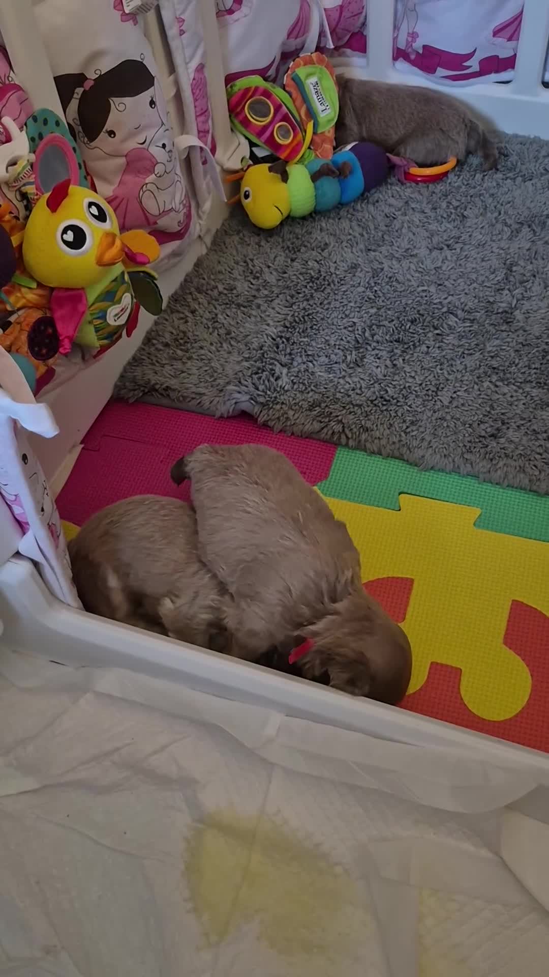 Shih Tzu dogs for sale: Lavender imperial shihtzus  - Video 3