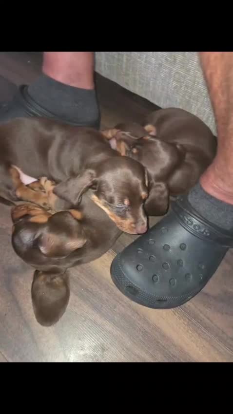 Miniature Dachshund dogs for sale: 3 x Miniature Dachshund Puppies in Gravesend - Video 1