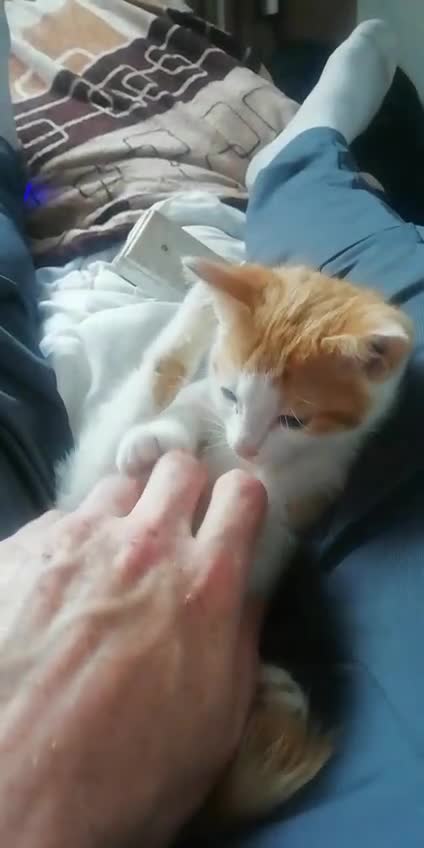 Munchkin cats for sale: Beautiful markings lush coat tabby tuxedo  - Video 2