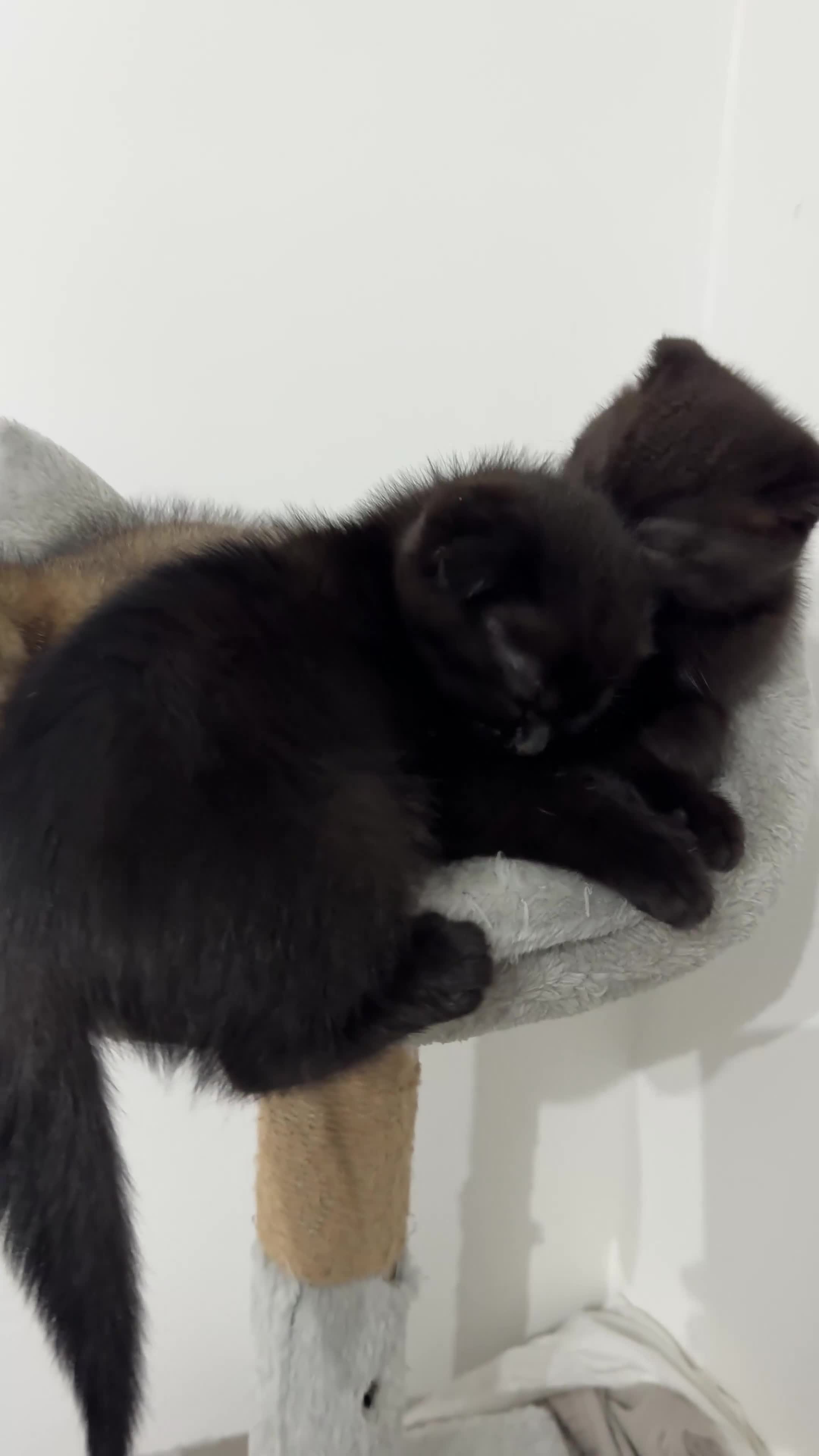 British Shorthair cats for sale: British Shorthair in Isleworth - Video 2