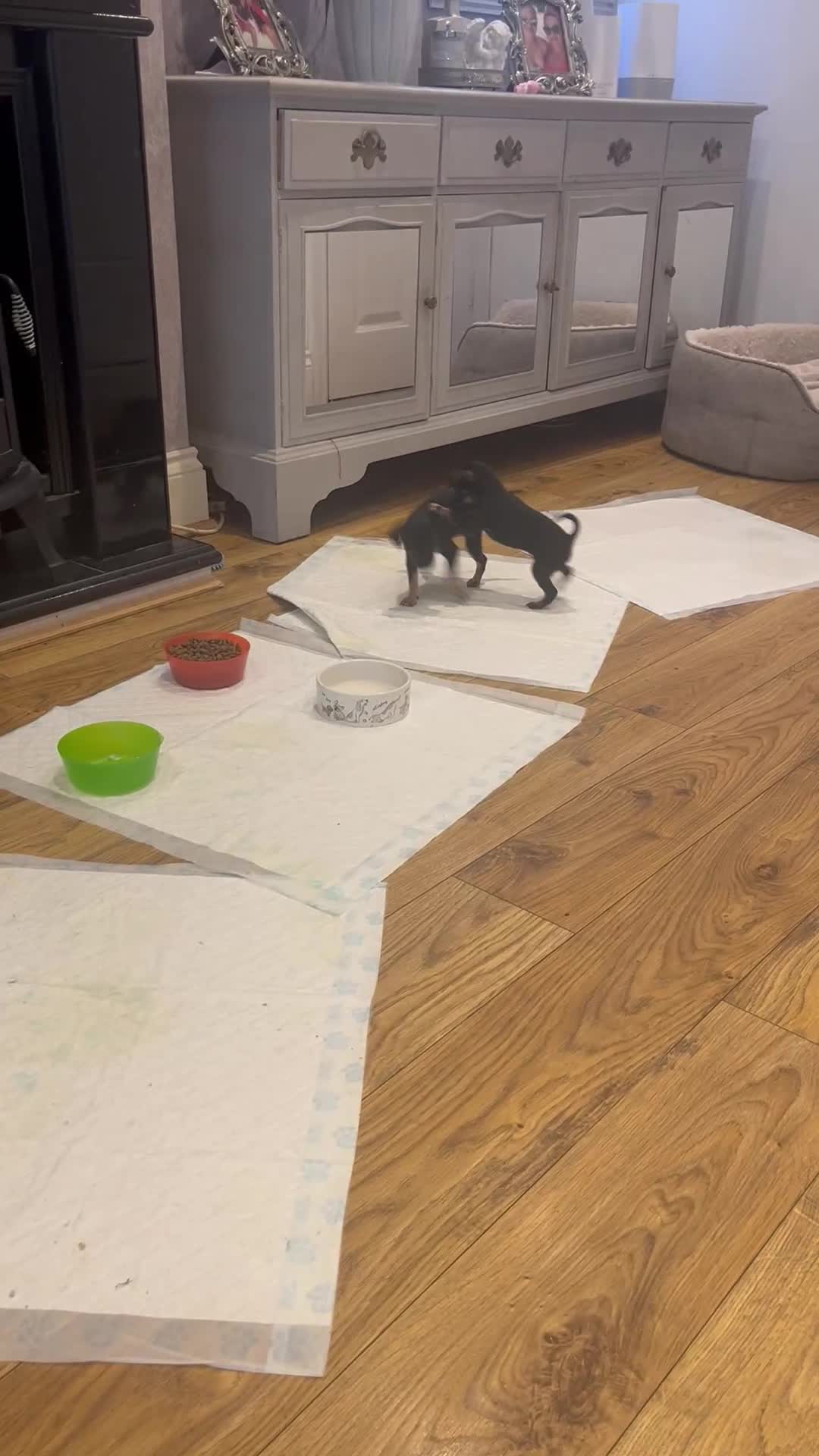 Russian Toy Terrier dogs for sale: Russian toy terrier puppies for sale - Video 2