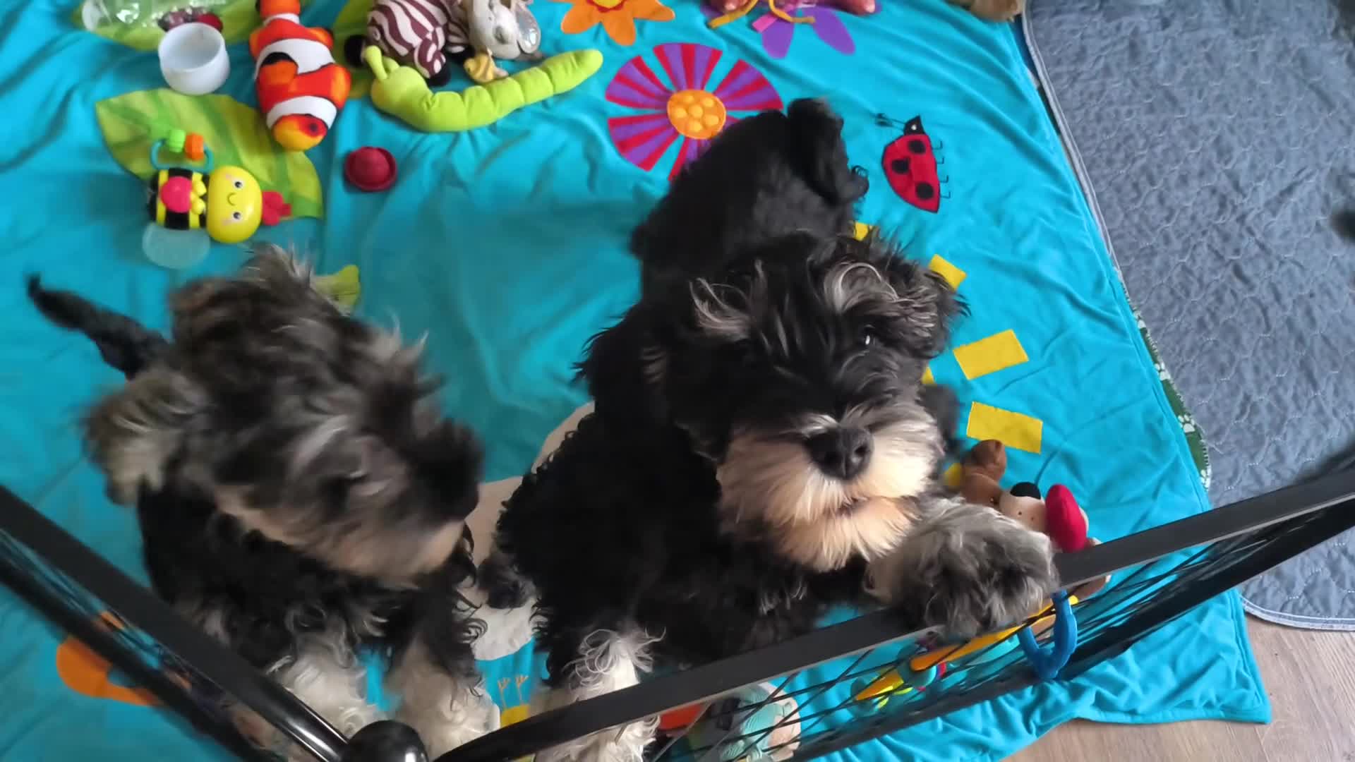 Miniature Schnauzer dogs for sale: Charming Mini Schnauzers with KC registration - Video 2
